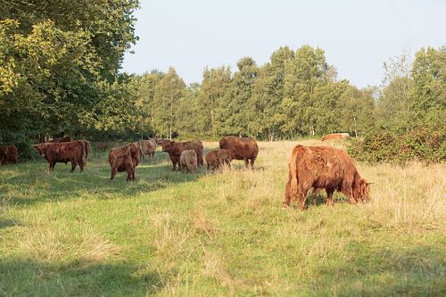 En kudde Schotse Hooglanders met kalveren