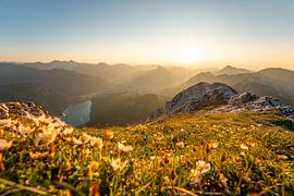 blumige Sicht auf die Tannheimer & Allgäuer Alpen zum Sonnenuntergang von Leo Schindzielorz