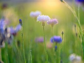 Kornblumen von Marjolijn Nugteren