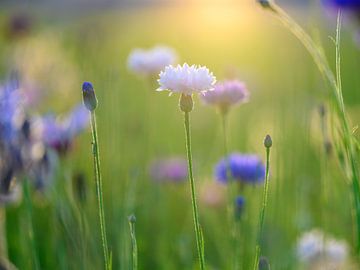 Bleuets sur Marjolijn Nugteren