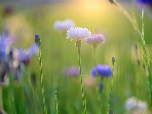 Bleuets sur Marjolijn Nugteren