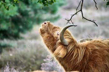 Scottish Highlander on the moor