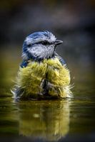 Pimpelmeesje in bad