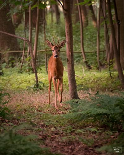 Un cerf au petit matin
