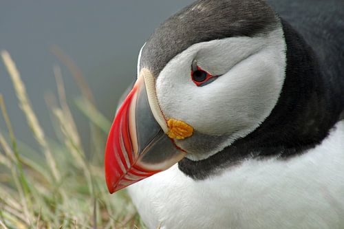 Posing puffin