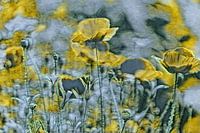 creative poppy in yellow