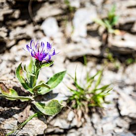 Zoom sur la délicate centaurée des montagnes sur Patrick Kilb