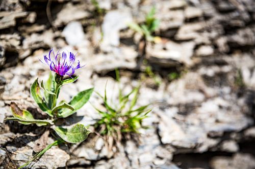 Zoom sur la délicate centaurée des montagnes
