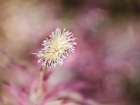 Out of pink