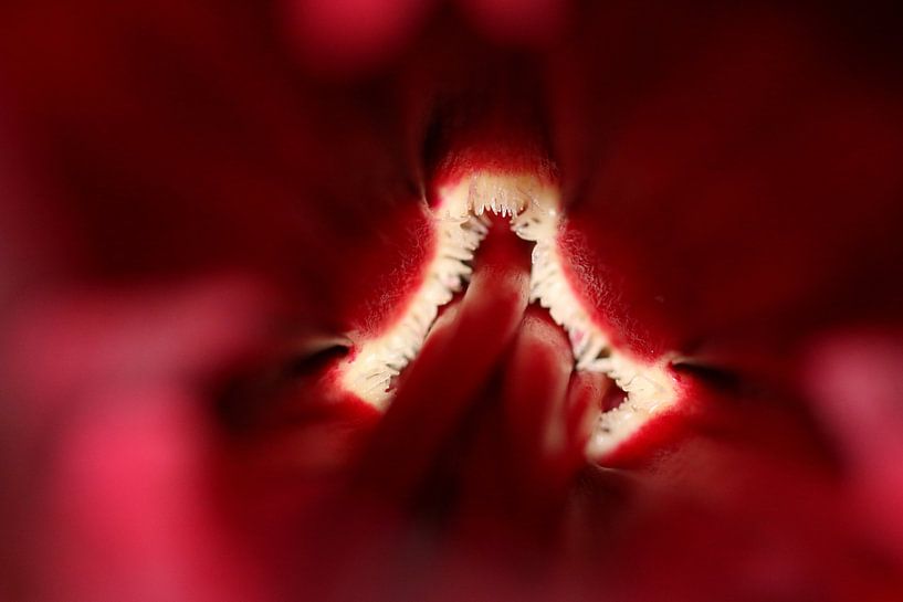 Amaryllis by Bärbel Severens