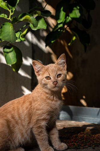 Zwerf kitten in Athene