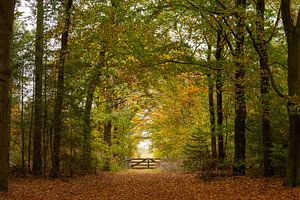 Wald in Herbstfarben