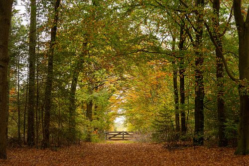 Bos in de herfstkleuren