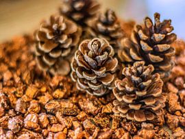 CONCEPT AUTOMNE : DES POMMES DE PIN EN AUTOMNE