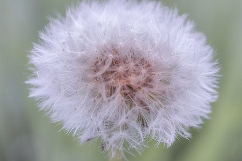 Dandelion fluff
