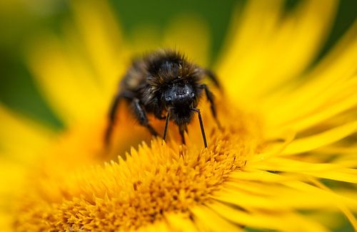 Hummel bei der Arbeit