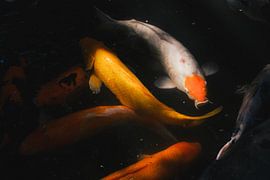 Gloeiende koikarpers in donker water: elegant zen-wandschilderij van NZME Photography