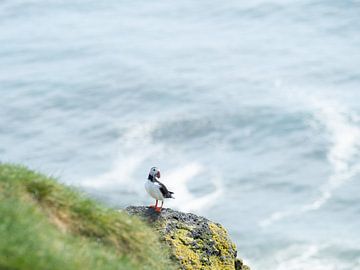 Papegaaiduiker met verse visvangst op een rots aan de kust van Cape Ingolfshofdi, IJsland van Teun Janssen