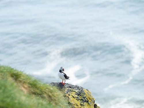 Puffin with fresh fish on a rock on the coast of Cape Ingolfshofdi, Iceland
