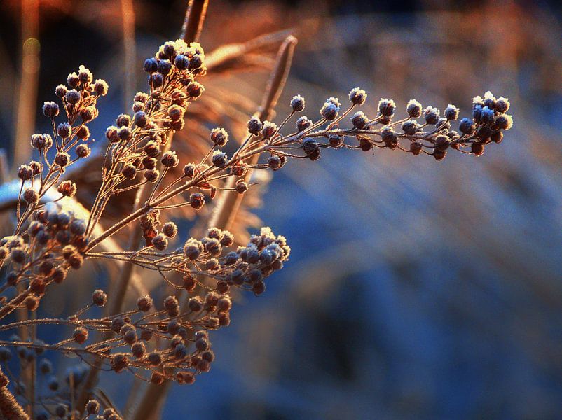 Nature morte à la neige par Edgar Schermaul