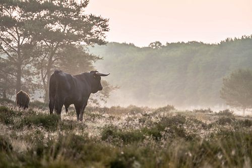 Planken Wambuis part 150