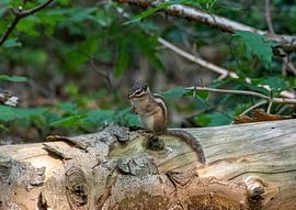 The Siberian Squirrel by Merijn Loch