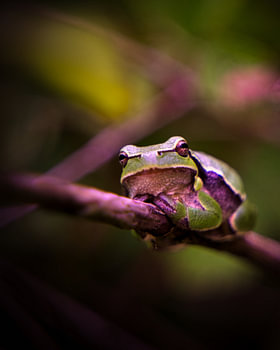 Europäischer Laubfrosch