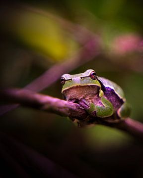 European tree frog by Wim van Beelen