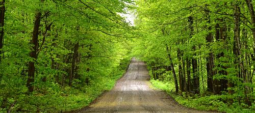 Een plattelandsweg in de zomer
