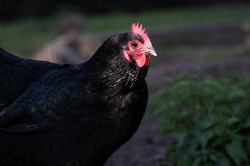 Australorp kip in het zonnetje gezet