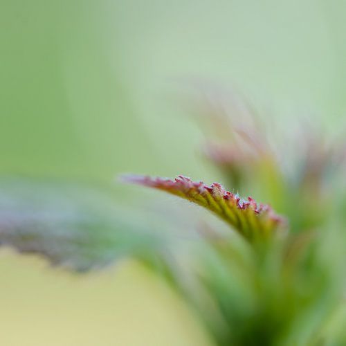 Blatt eines Brombeerstrauchs