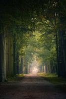 Bos fotografie "Lane of green"
