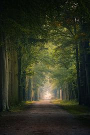 Forest photography "Lane of green" by Björn van den Berg