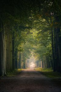 Photographie de la forêt "Voie verte