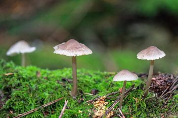 Paddenstoelen familie van Petra Brouwer