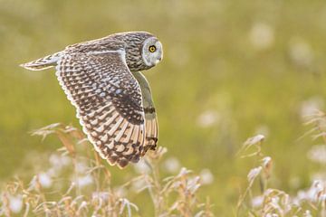 Short-eared owl in flight by Erik Veldkamp