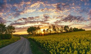 Rapsfeld von Andre Michaelis