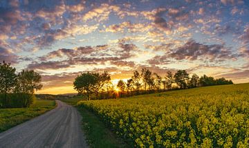 Champ de colza sur Andre Michaelis