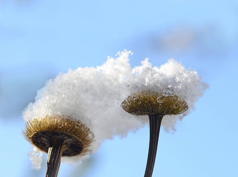 Sneeuwhoeden by Margo Biewinga