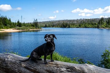 Schattige hond op de Oderteich in het Harzgebergte van Andreas Völkel