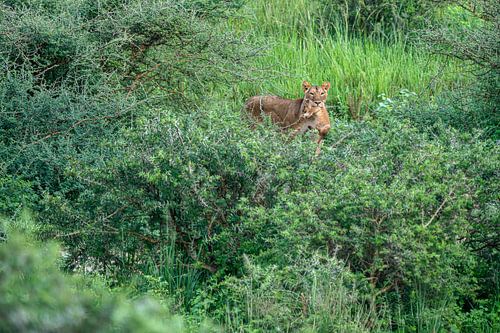 Lioness with cub in her mouth by Bianca Onderweg