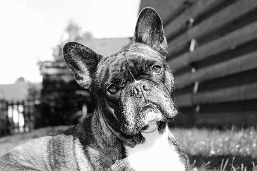 Franse buldog 