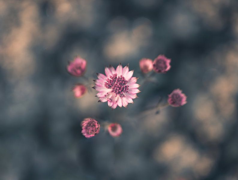 fleurs partie 310 par Tania Perneel