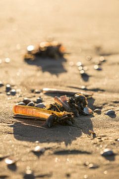 Shells on the beach