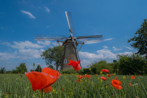 Molen tussen veldbloemen