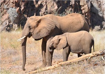 Wüstenelefanten von Robert Styppa