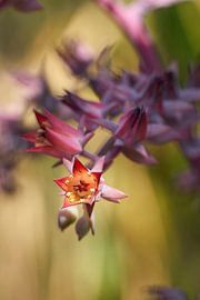 Fleur d'une succulente Echeveria gibbiflora
