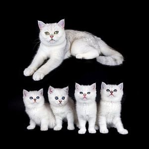 Gruppe junge schwarze silberne shaded Kätzchen mit der erwachsenen Mutter Katze lokalisiert auf schw