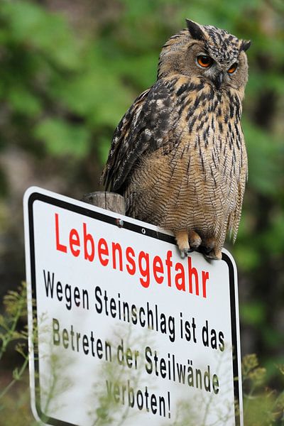Grand-duc d'Europe ( Bubo bubo ), jeune oiseau assis sur un panneau d'avertissement &quot;danger de  par wunderbare Erde