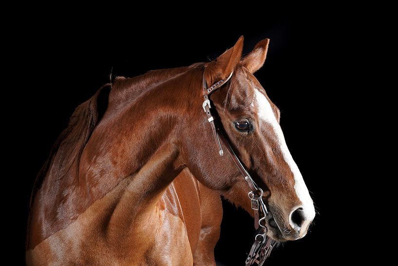 horses and ponies by Maaike Krimpenfort